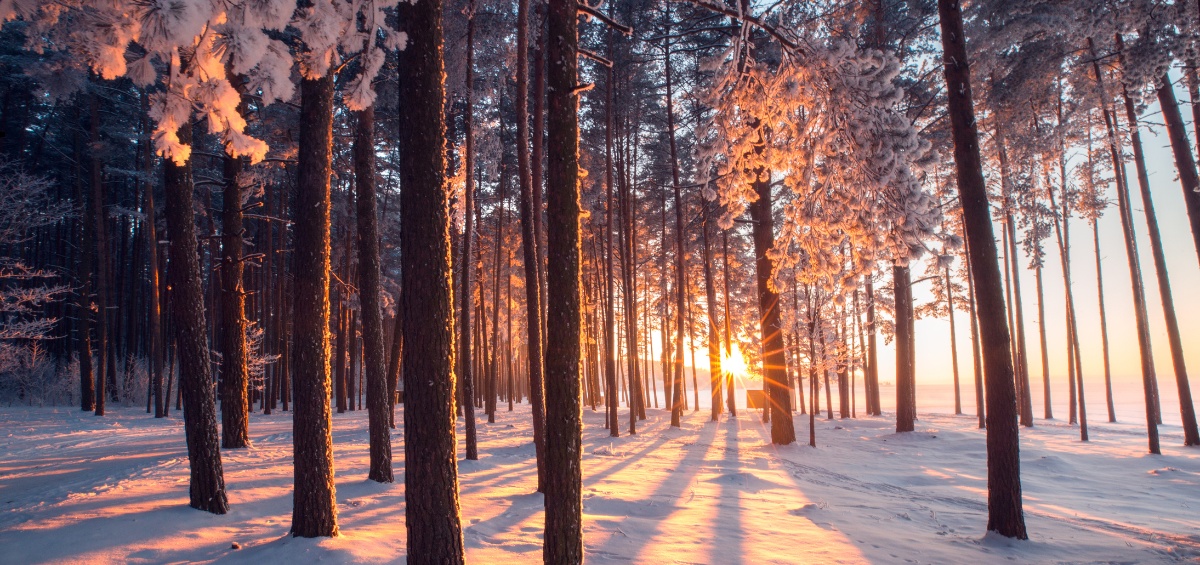 Sunlight on Snow